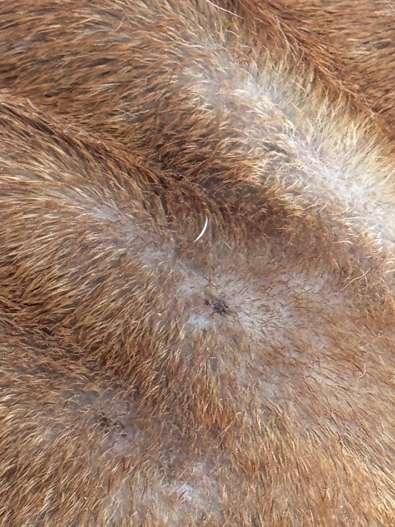 kožné problémy a alavis sampon pre psy 2